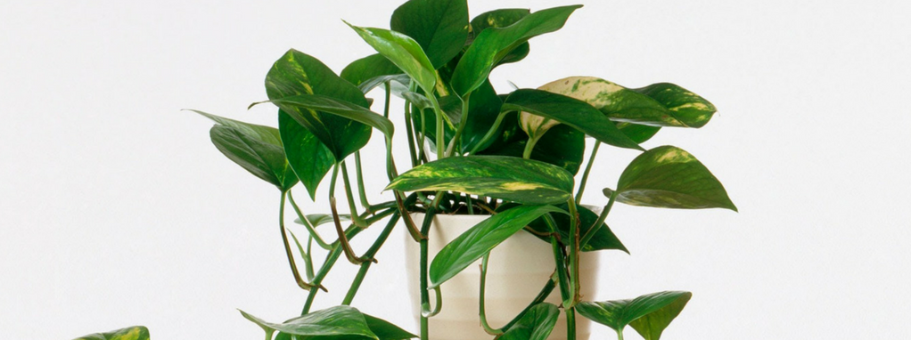 زرعات مستورة